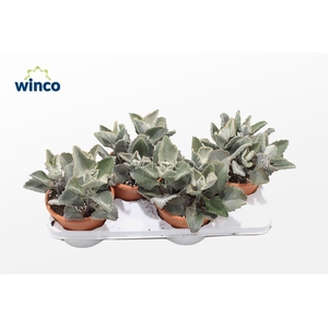 Kalanchoe Beharensis