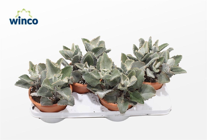 <h4>Kalanchoe Beharensis</h4>