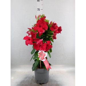 Mandevilla sand. 'SumStar Red'