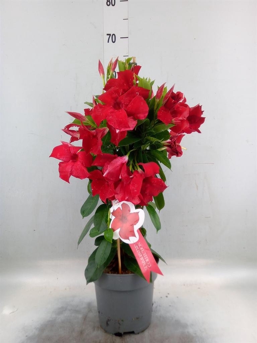<h4>Mandevilla sand. 'SumStar Red'</h4>