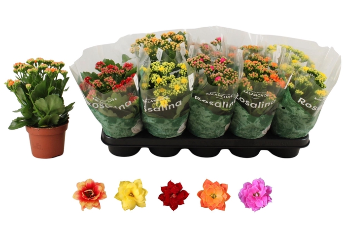 <h4>KAL GE RO GEM 5 KL</h4>