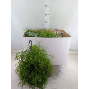 Rhipsalis   ...mix