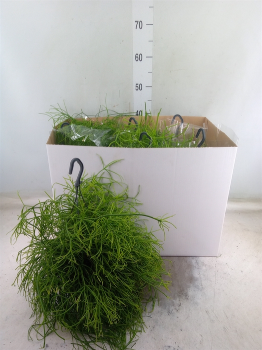 <h4>Rhipsalis   ...mix</h4>