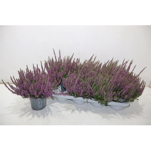 Callu Bl Laura