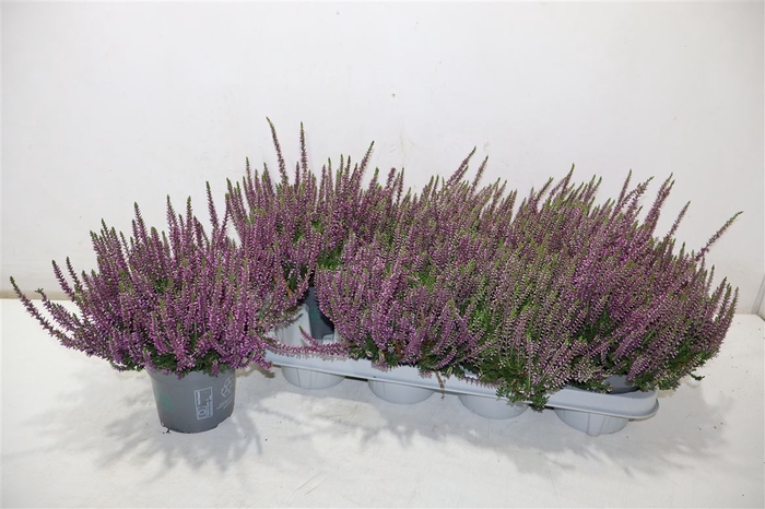 <h4>Callu Bl Laura</h4>