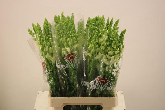 <h4>ANTIR POTO WHITE</h4>