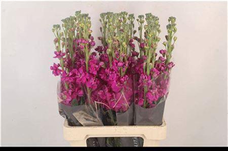 <h4>Matth Phant Red</h4>