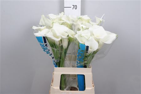 <h4>Zant White Art</h4>
