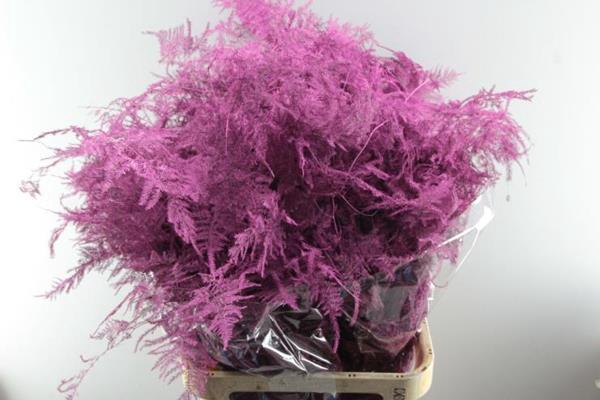 <h4>Asp Lang Getopt Cerise</h4>