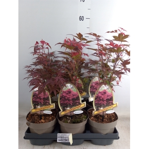 Acer palmatum