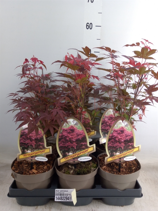 <h4>Acer palmatum</h4>