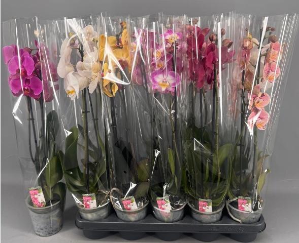 <h4>PHAL GEM 5 KL</h4>