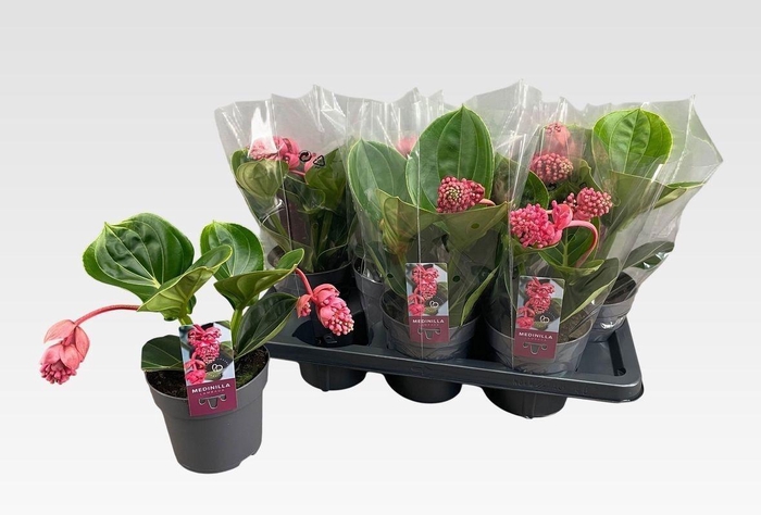 <h4>MEDIN MAG LAMBADA</h4>