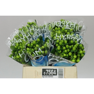 Hyp Coco Bamboo