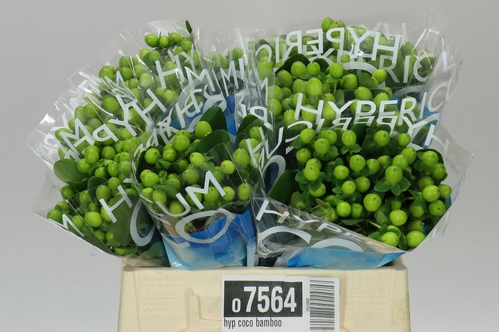 <h4>Hyp Coco Bamboo</h4>