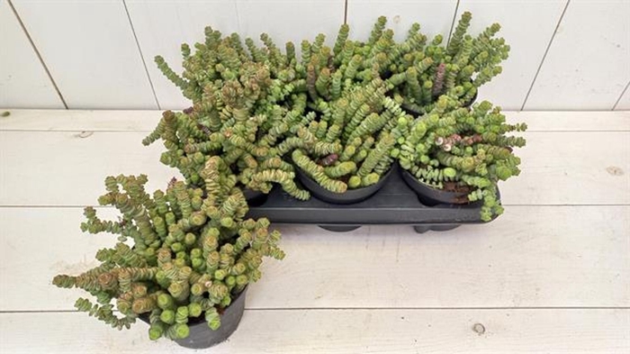 <h4>Crassula marnieriana</h4>