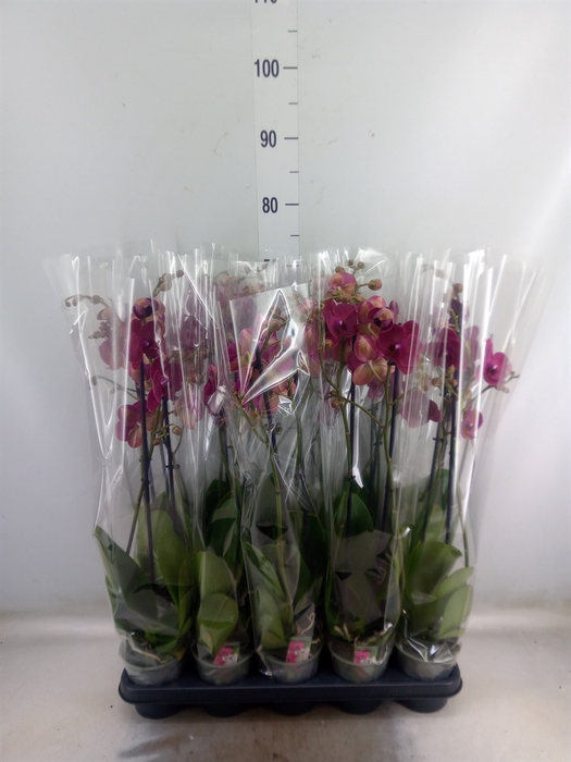 <h4>Phalaenopsis   ...red</h4>