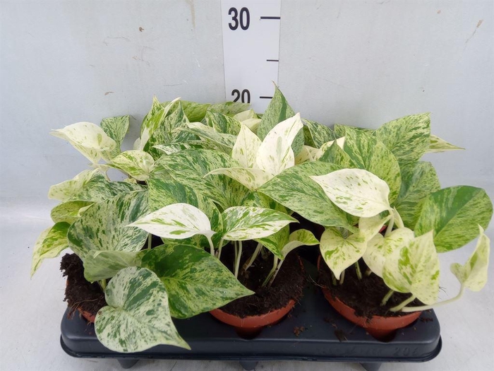 Epipremnum   ...