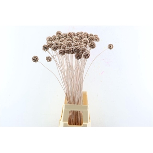 Scabiosa Gl Champagne