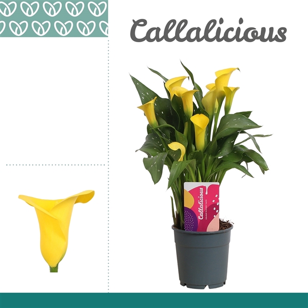 <h4>Zantedeschia Geel</h4>