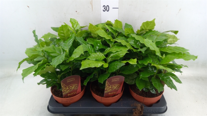 <h4>Coffea arabica</h4>