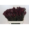 Leucadendron Saf Sunset Dark R.