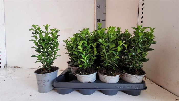 Euonymus Ja Gr Spire