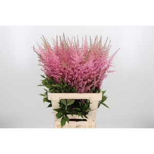 Astilbe Erika Roze