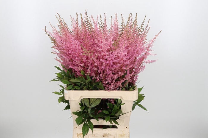 <h4>Astilbe Erika Roze</h4>