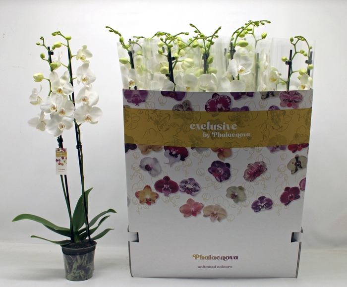 <h4>PHAL F PURE SILK</h4>