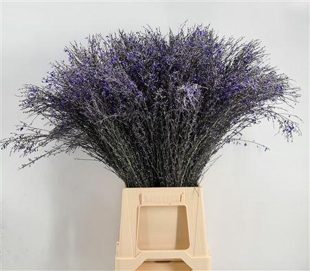 <h4>Genista 400gr Col Milka</h4>