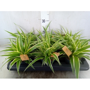 Chlorophytum com. 'Ocean'