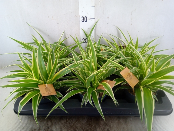 <h4>Chlorophytum com. 'Ocean'</h4>