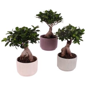 Ficus m. Ginseng Ball Shape Ø18cm in Ø20cm Ceramic SE571