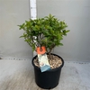 hydrangea paniculata Limelight p30 / 12 ltr