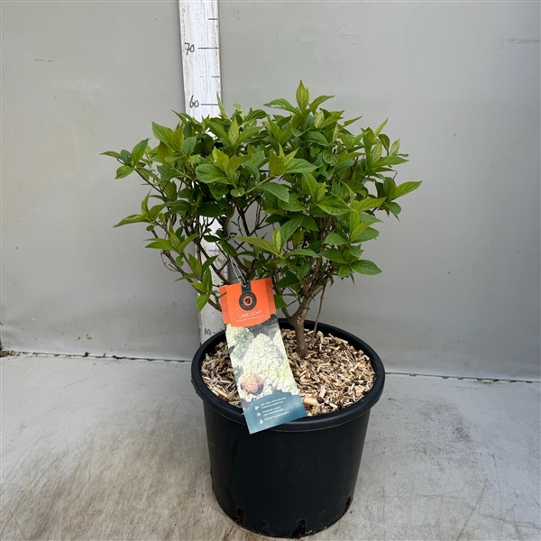 <h4>hydrangea paniculata Limelight p30 / 12 ltr</h4>