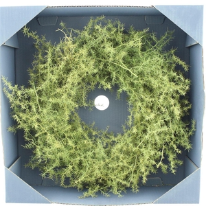 Wreath Asparagus Wild Preserved Grey Box