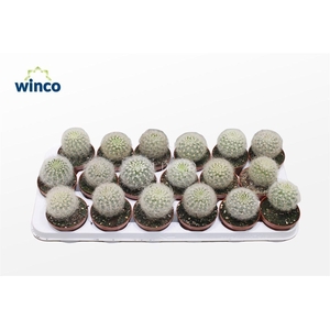 CACTUS OV