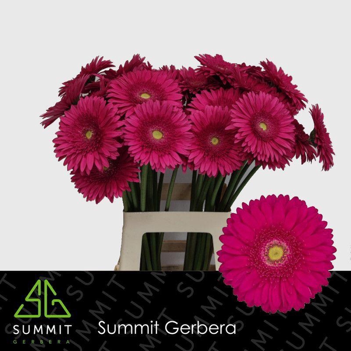 <h4>Gerbera Riley Water x40 Lang</h4>