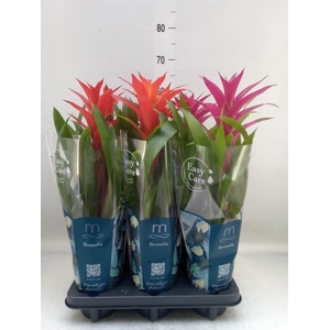 Guzmania   ...mix 3