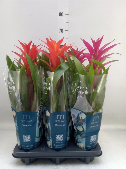 <h4>Guzmania   ...mix 3</h4>