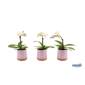 Valencia Lila Tiny Dolls Wit 1T7+ aqu@