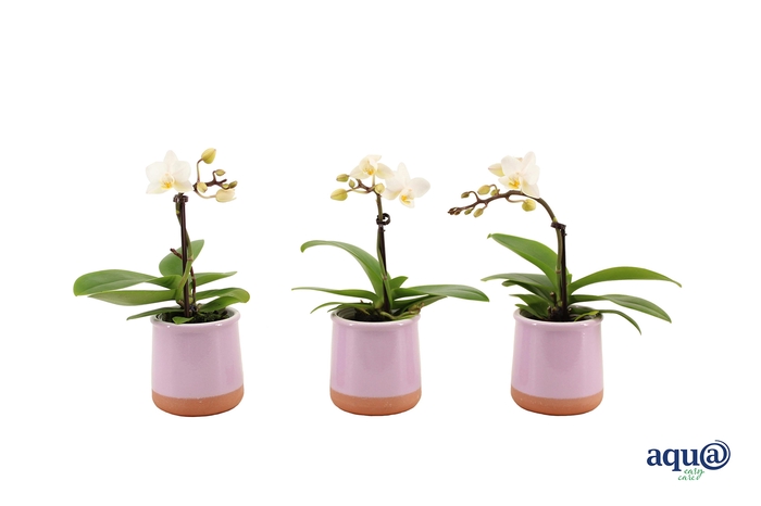 <h4>Valencia Lila Tiny Dolls Wit 1T7+ aqu@</h4>