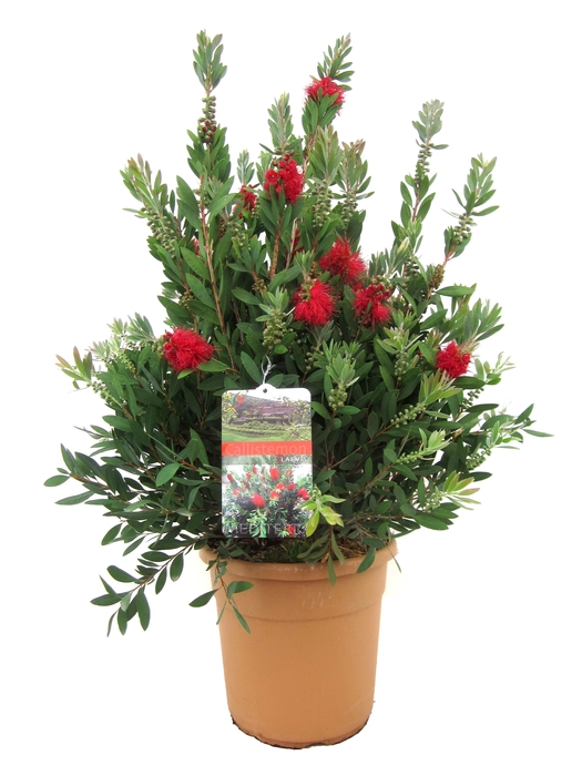 <h4>Callistemon laevis</h4>