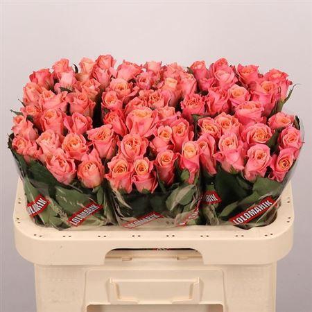 <h4>R Gr Miss Piggy+</h4>