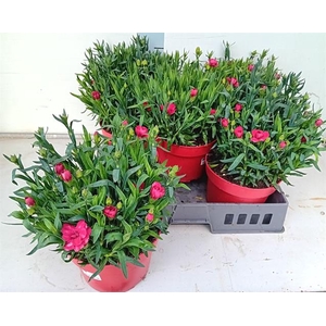 Dianthus Mix 19Ø 30cm