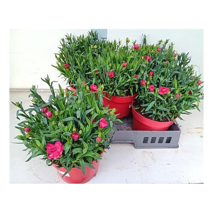 <h4>Dianthus Mix 19Ø 30cm</h4>