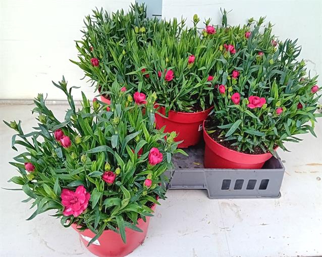 Dianthus Mix 19Ø 30cm