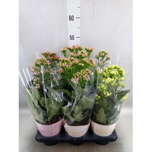 Kalanchoe blos. 'Veranda'   ...mix