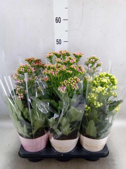 <h4>Kalanchoe blos. 'Veranda'   ...mix</h4>
